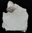 Wide, Enrolled Flexicalymene Trilobite - Ohio #61029-1